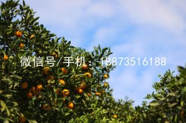 2016年永兴冰糖橙果园采摘现场图