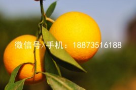 永兴冰糖橙多少钱一斤？2017年永